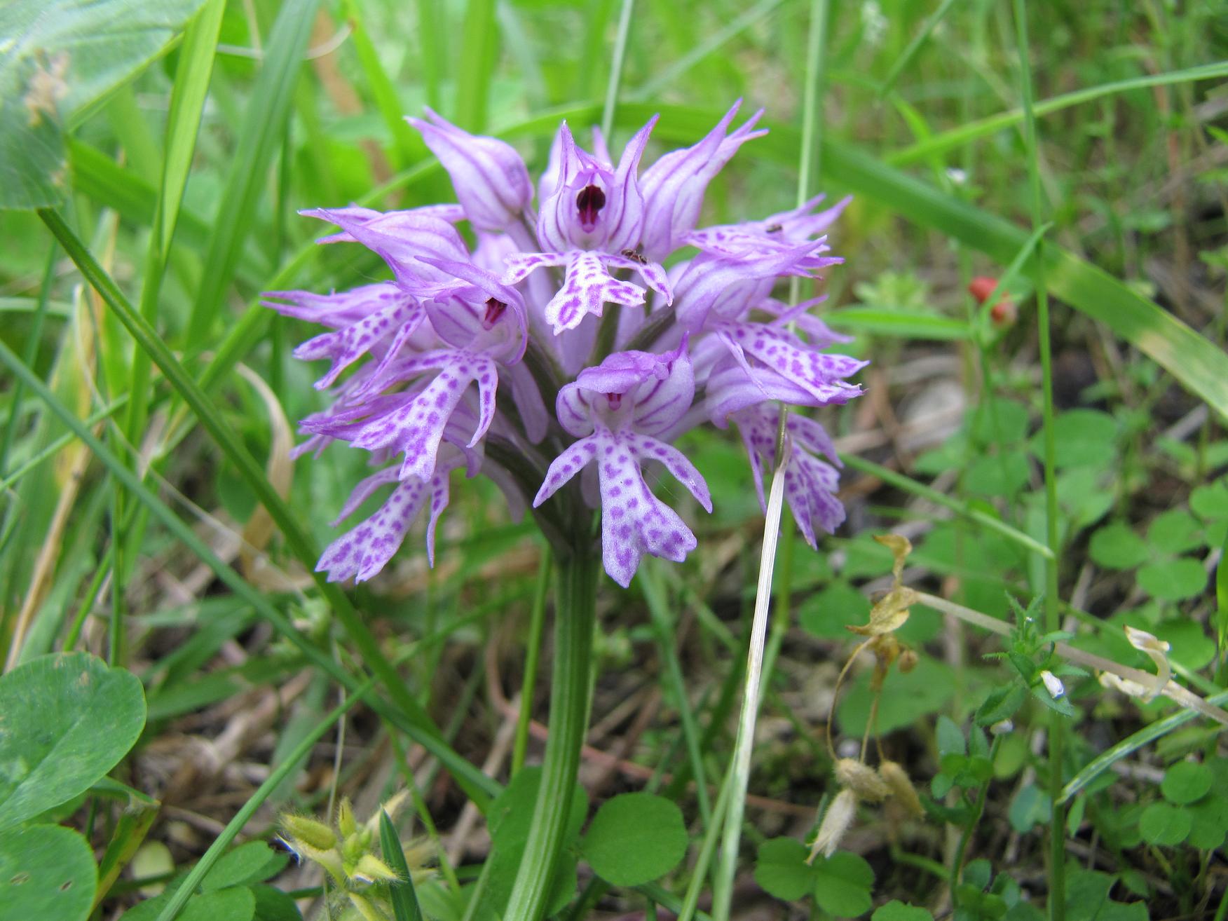 Neotinea tridentata, Ochis militari, simia e Anacamptis morio